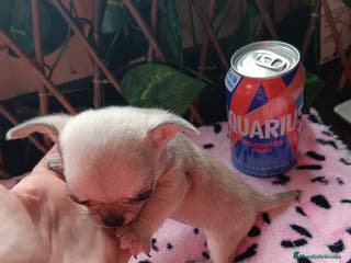 Chihuahua perros HEMBRITA CHIHUAHUA TOYS en Murcia - Anuncio 3