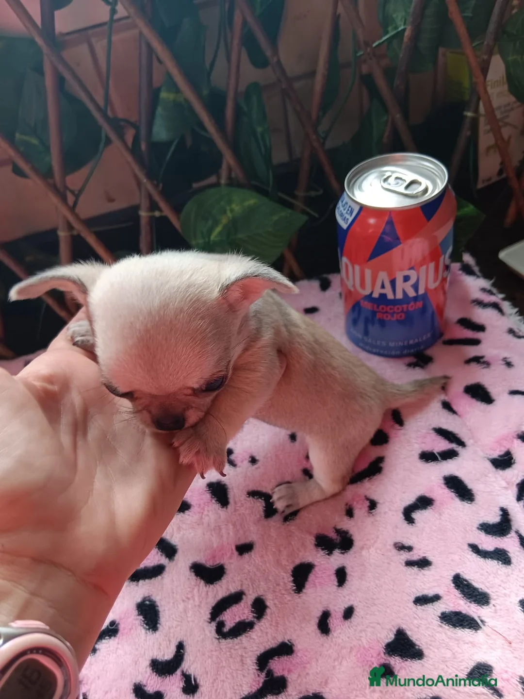 Chihuahua perros en venta: HEMBRITA CHIHUAHUA TOYS en Murcia - Anuncio 1