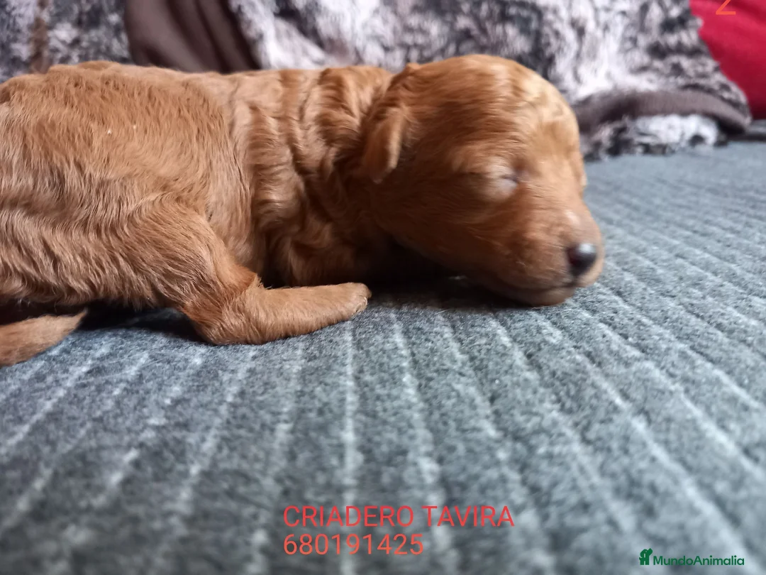 Caniche Toy perros en venta: Cachorro Caniche Mini Toy Rojo. - Anuncio 1