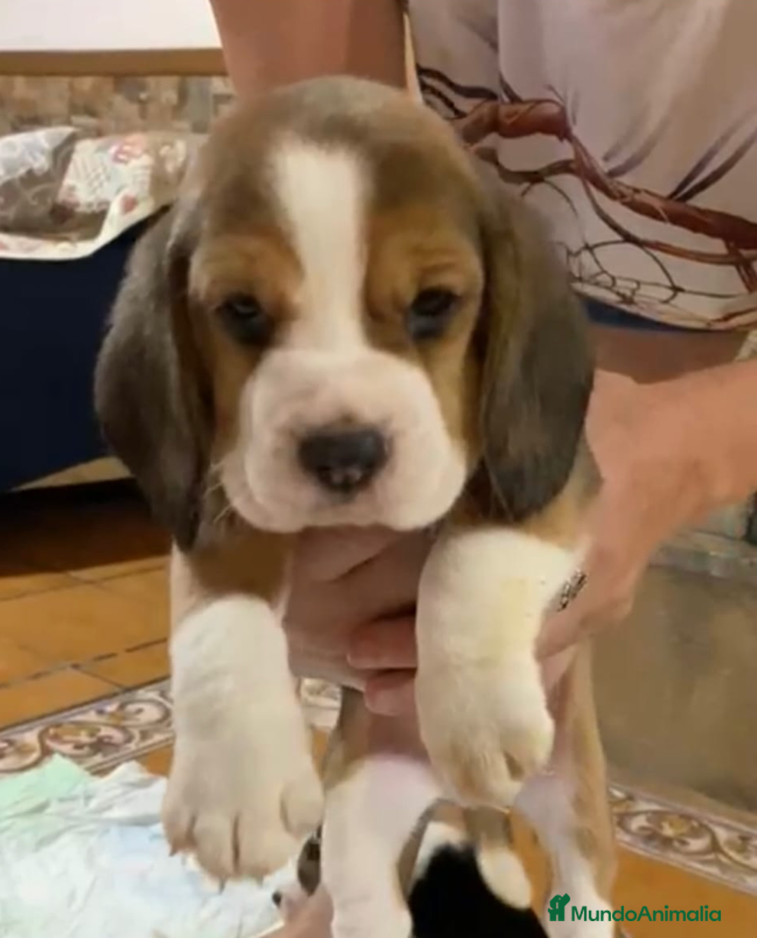 Beagle perros en venta: Beagle Macho y Hembra  - Imagen 1