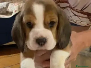 Beagle perros Beagle Macho y Hembra - Anuncio 6