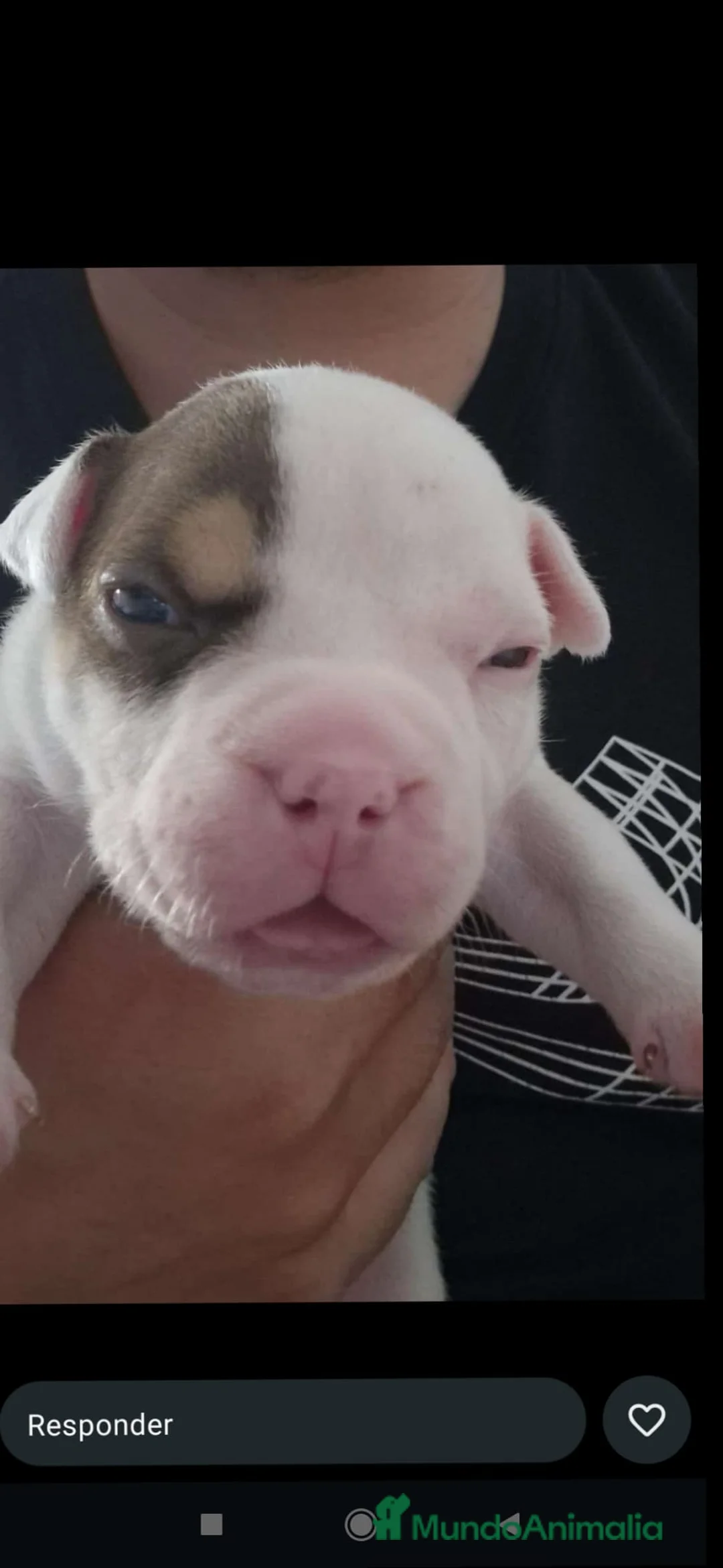 American Bully perros en venta: American bully  - Anuncio 2