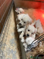 Golden Retriever perros cachorros de Golden Retriever machos y hembras - Anuncio 2