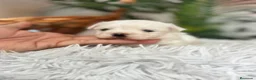 Bichón Maltés perros en venta: BICHON MALTES - Anuncio 10