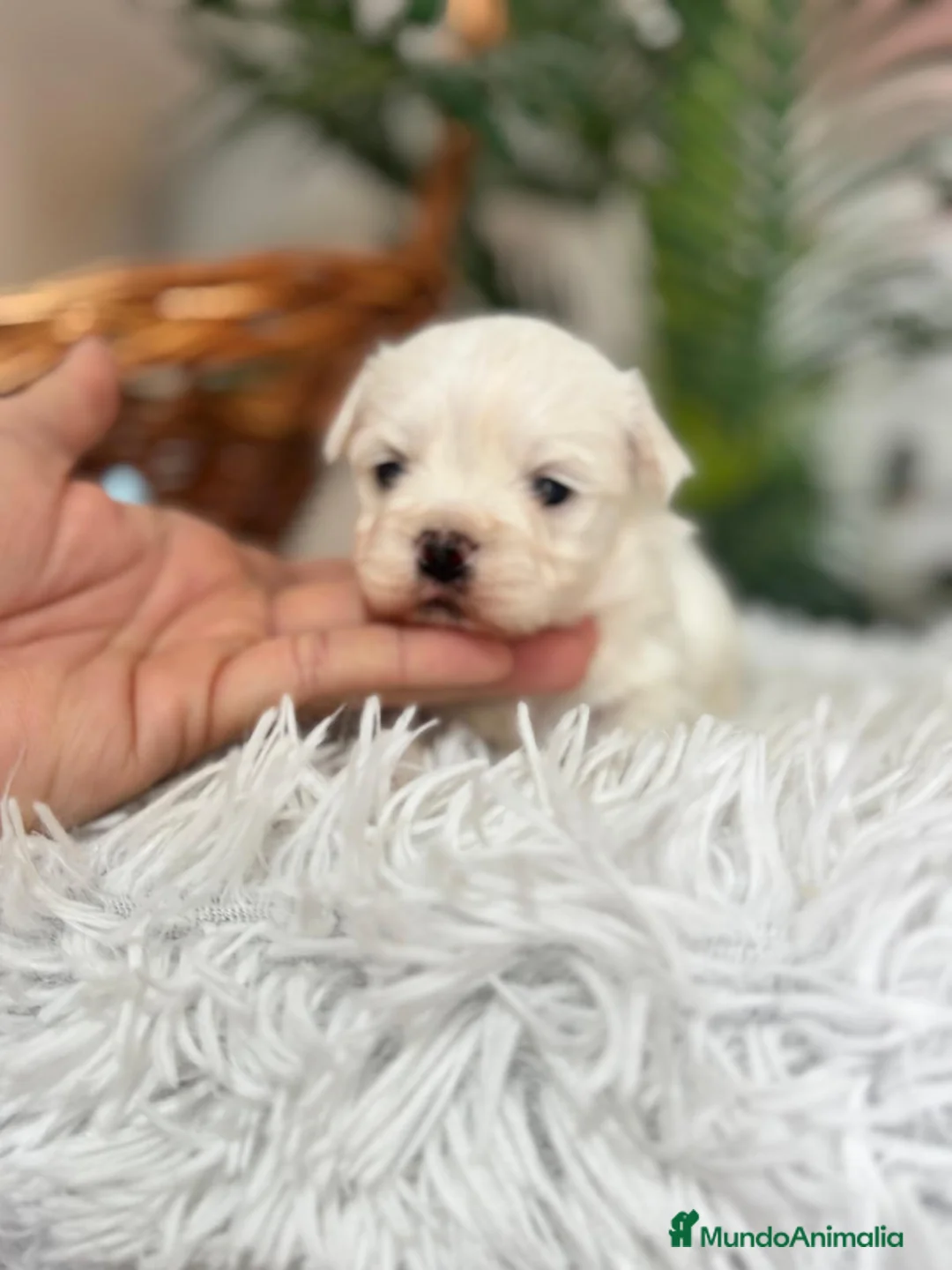 Bichón Maltés perros en venta: BICHON MALTES - Anuncio 10