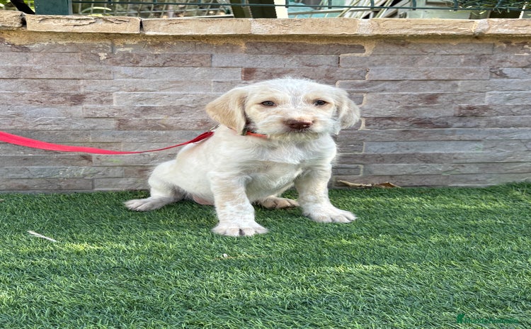 Braco Alemán de Pelo Duro perros Disponible hembra braco alemán  - Anuncio 3