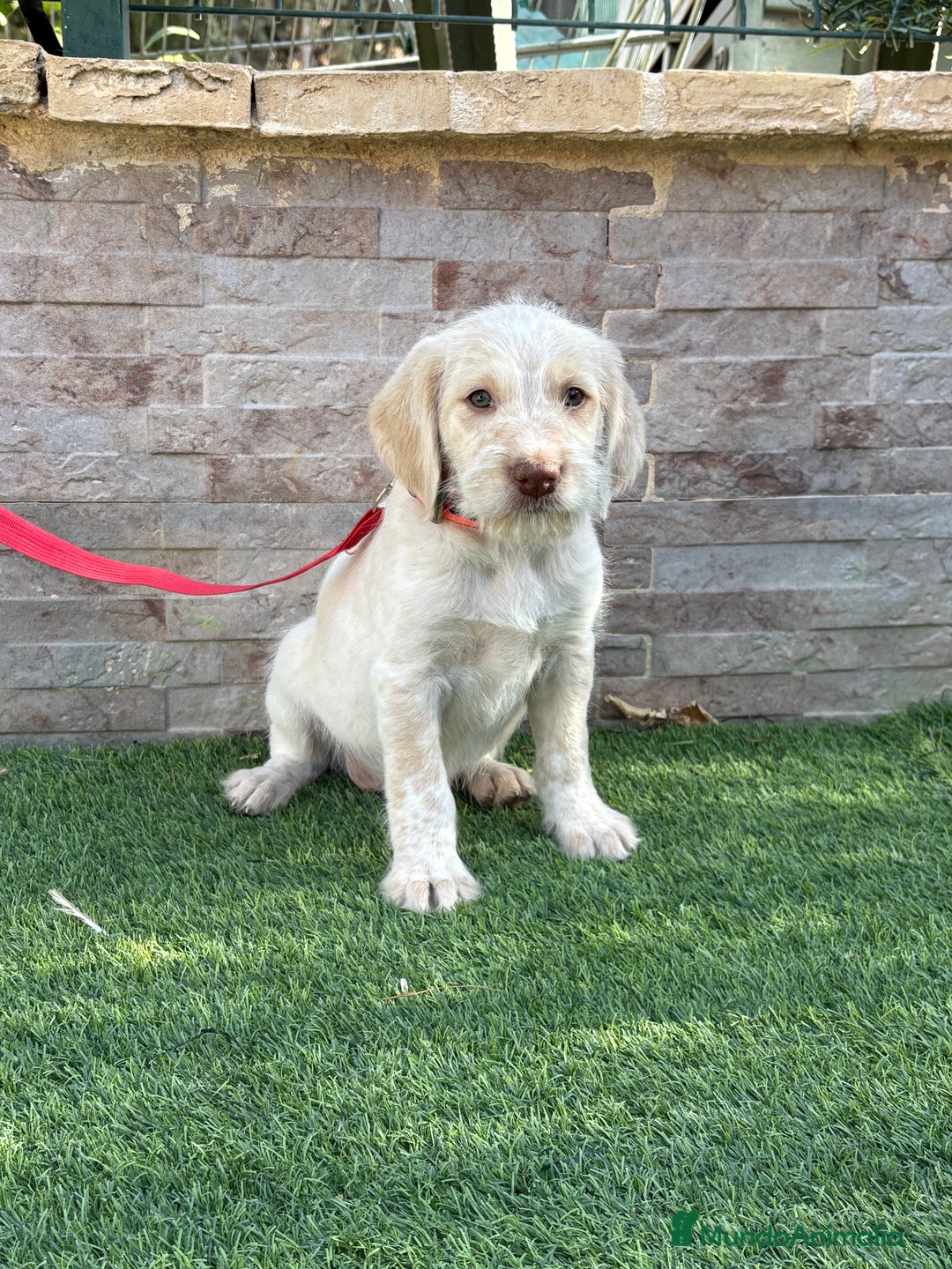 Braco Alemán de Pelo Duro perros en venta: Disponible hembra braco alemán  - Anuncio 1