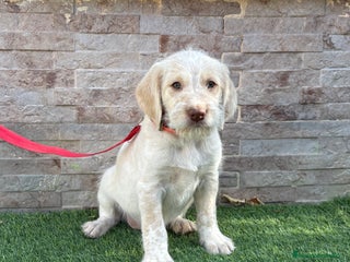 Braco Alemán de Pelo Duro perros Disponible hembra braco alemán - Anuncio 3