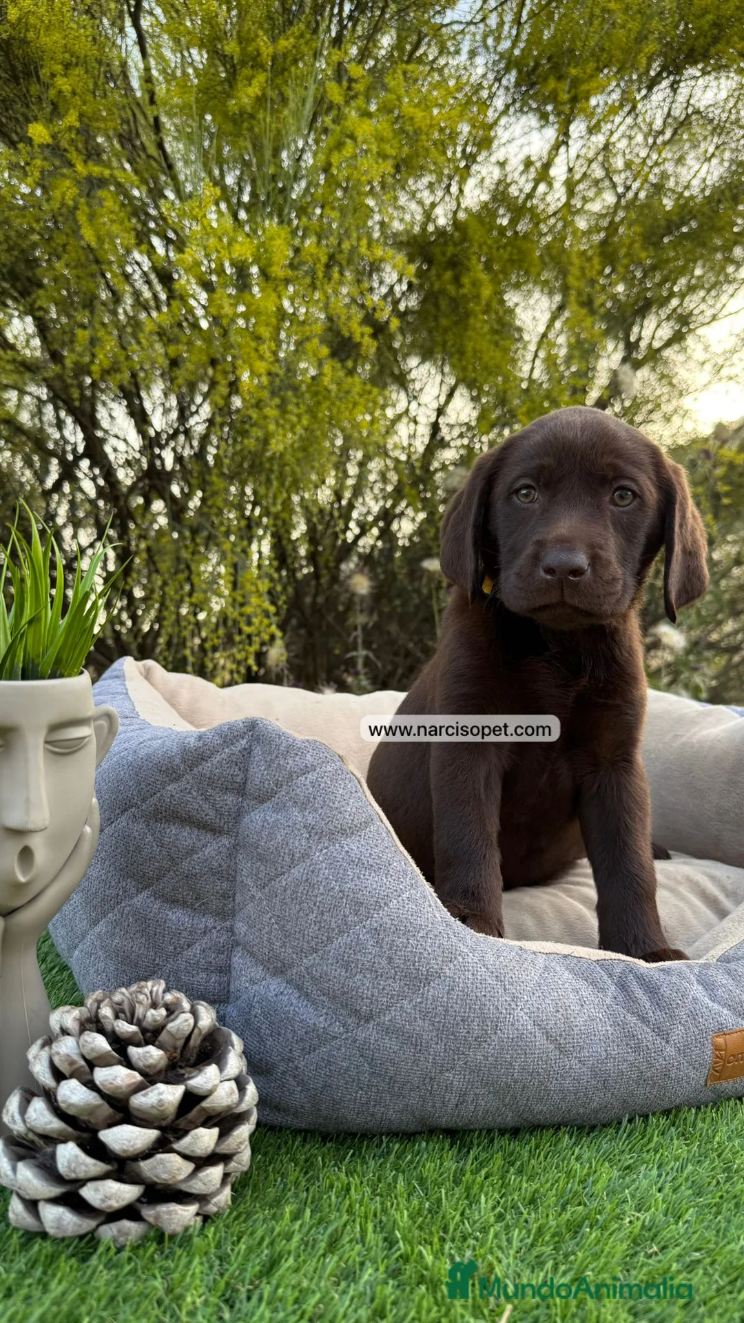 Labrador Retriever perros en venta: LABRADOR MACHO CHOCOLATE - Anuncio 2