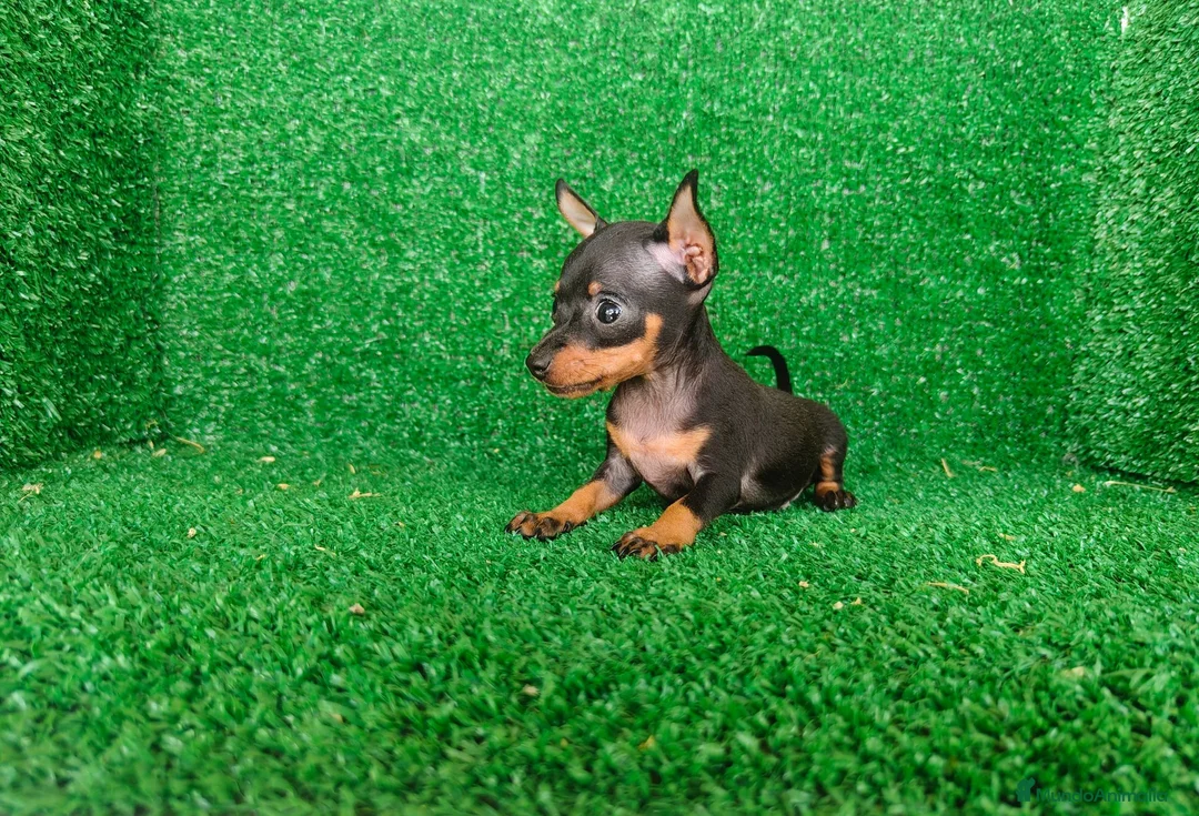 Pinscher Miniatura perros en venta: Pinscher miniatura - Anuncio 17