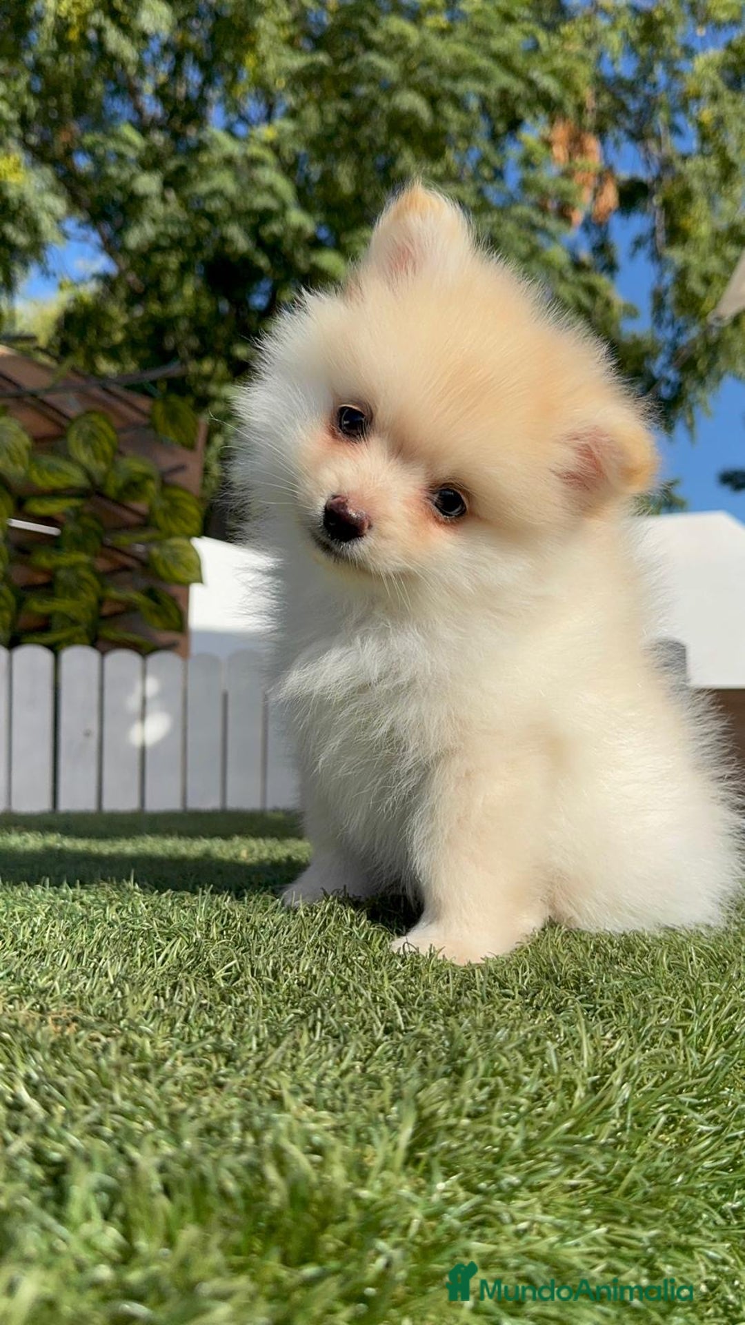 Pomerania perros en venta: POMERANIA - Imagen 19