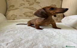 Teckel Miniatura perros en venta: Teckel miniatura varios colores  - Imagen 29