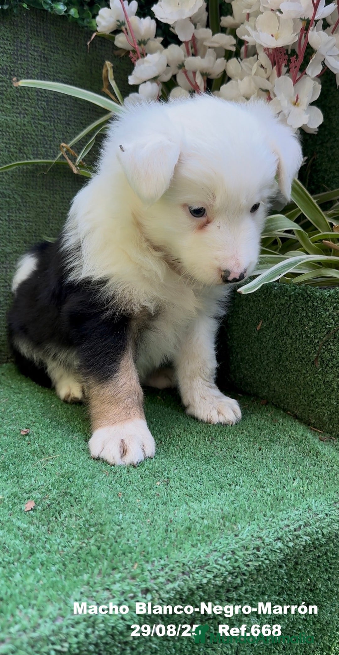 Border Collie perros en venta: Border Collie De Villa Biznaga - Imagen 16