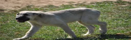 Mastín Español perros en venta: Mastín Español Autóctono ganadero - Anuncio 3