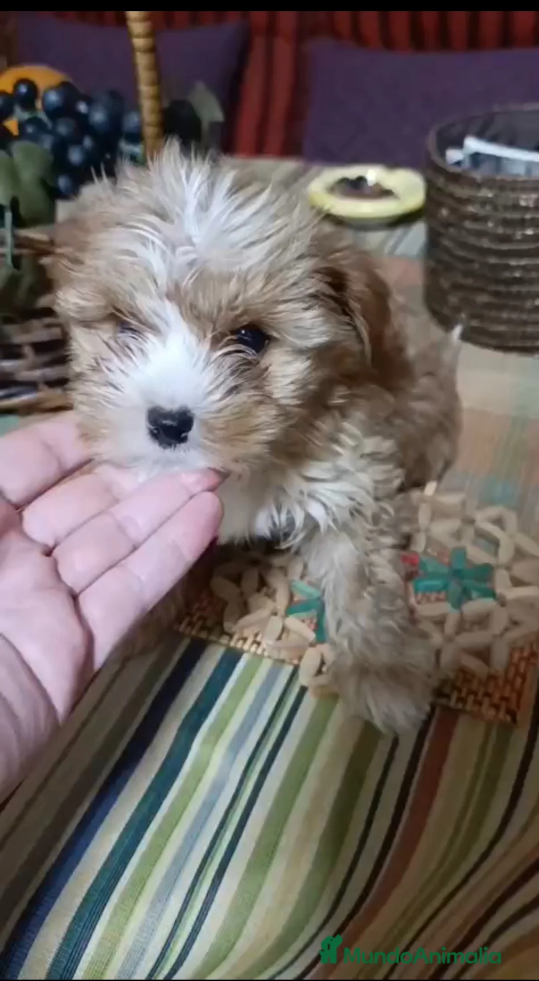 Maltipoo perros en venta: Maltipoo toy y minitoy - Anuncio 1
