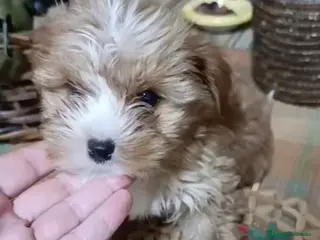 Maltipoo perros Maltipoo toy y minitoy - Anuncio 3