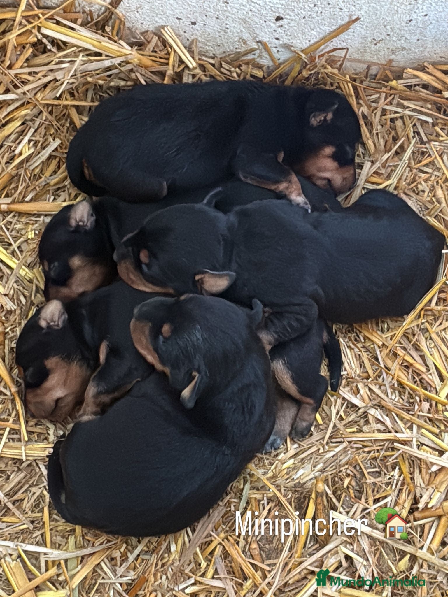 Pinscher Miniatura perros Camada de mini pincher disponibles para reservar - Anuncio 1
