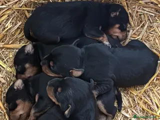 Pinscher Miniatura perros Camada de mini pincher disponibles para reservar - Anuncio 1