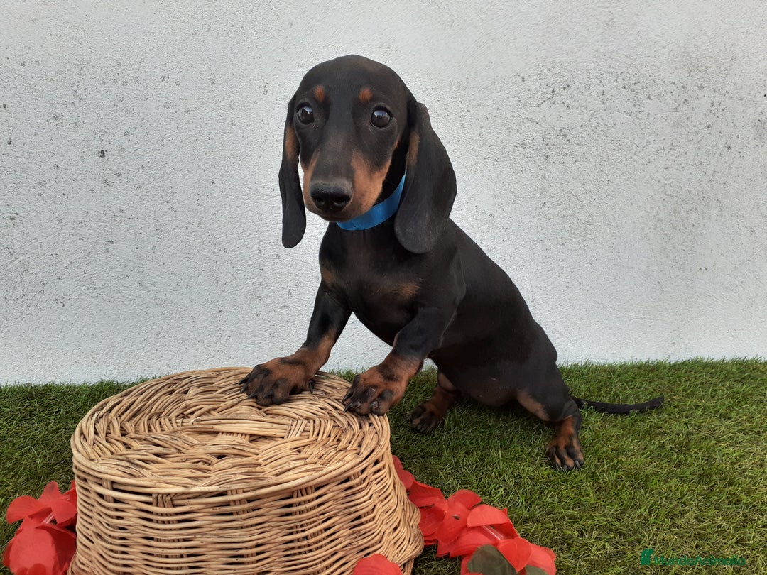 Teckel perros en venta: Preciosos TECKEL  - Imagen 6
