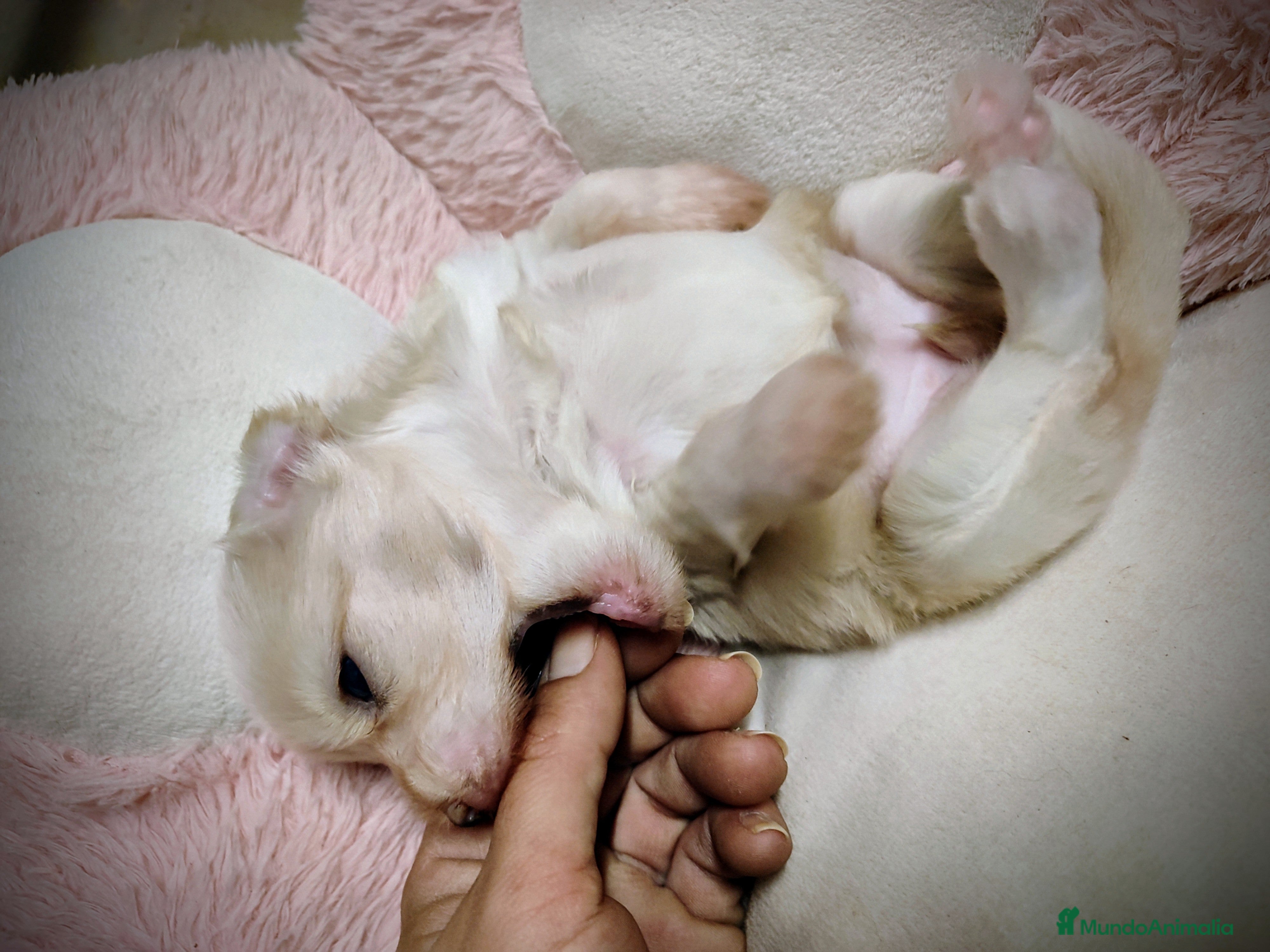 Perro Crestado Chino perros Crestado chino precio real - Anuncio 1