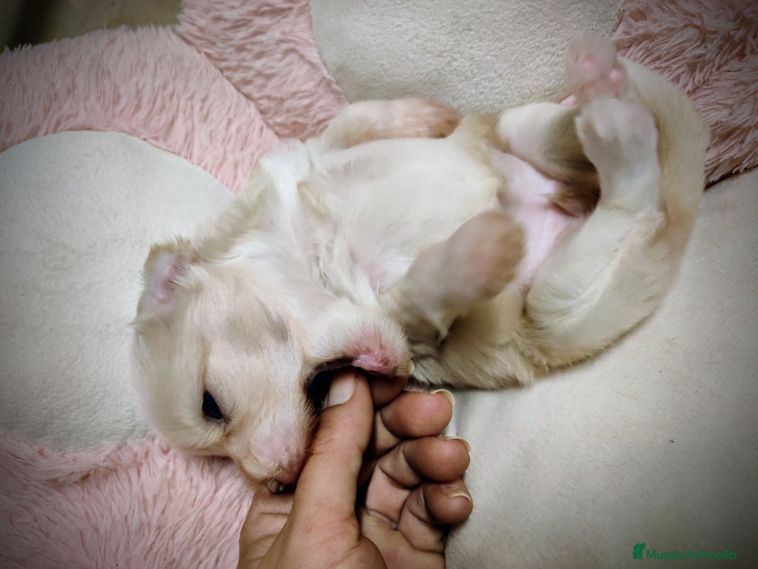 Perro Crestado Chino perros en venta: Crestado chino precio real - Anuncio 1