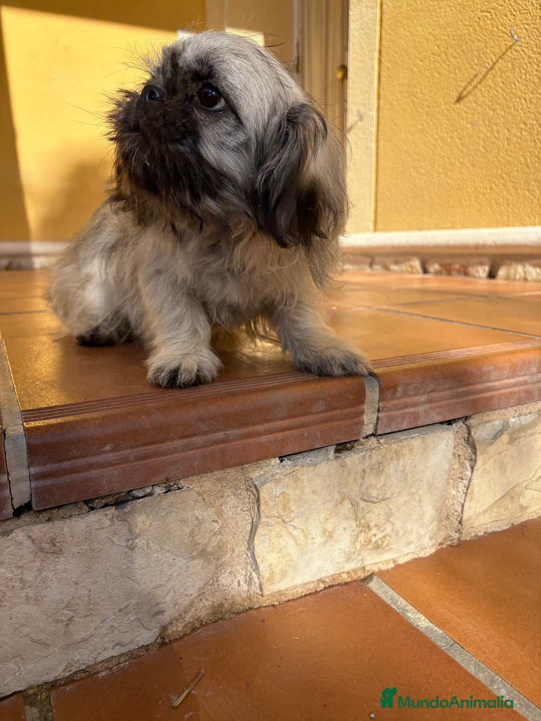 Pekinés perros en venta: Pekines imperial hembra preciosa  - Anuncio 32