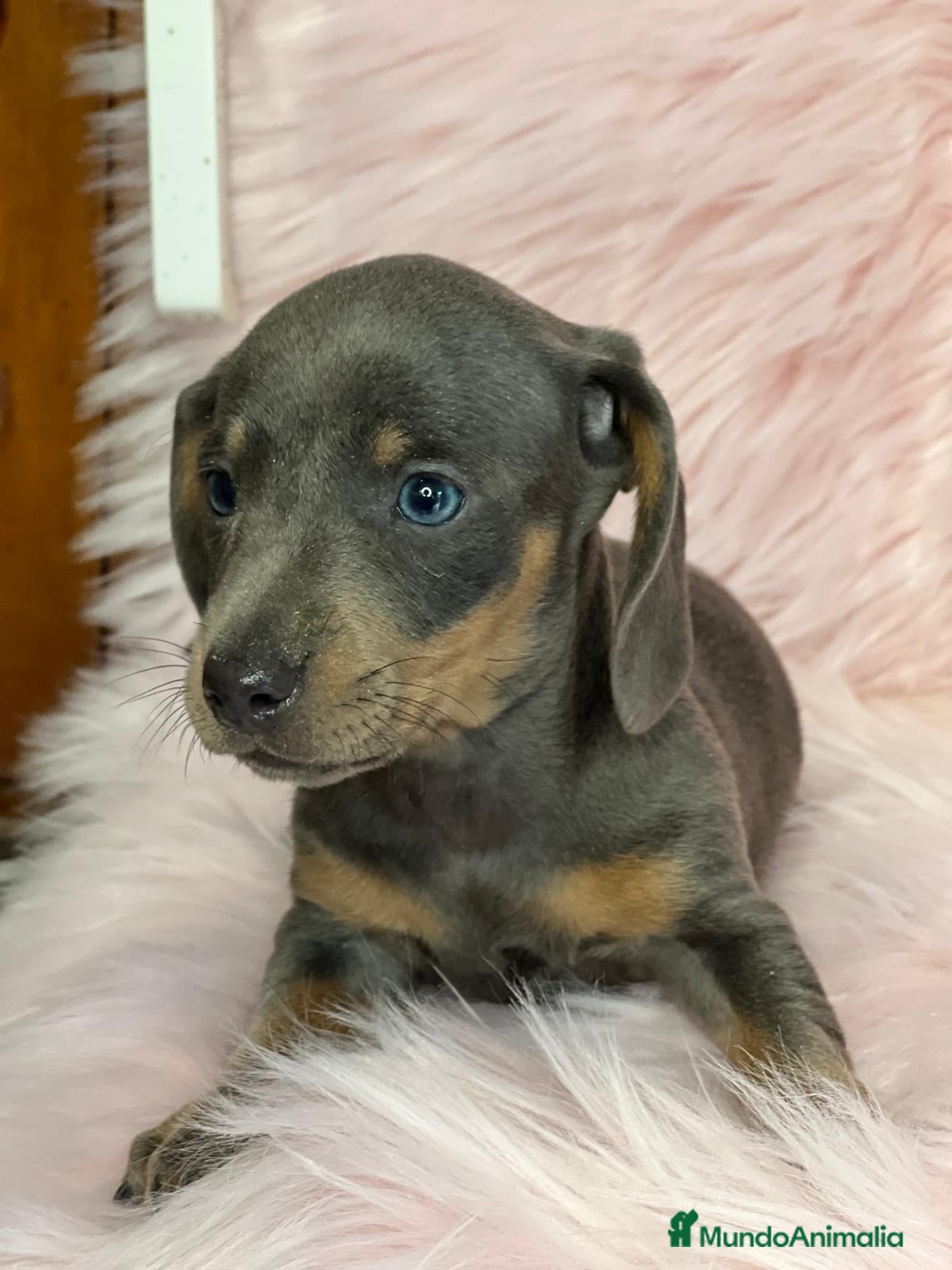 Teckel Miniatura perros Teckel blue en Barcelona - Anuncio 2