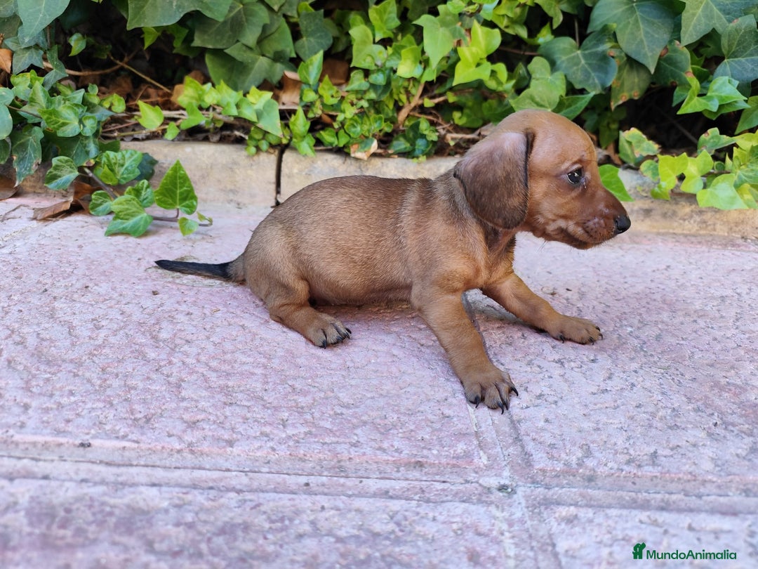 Teckel perros en venta: TECKEL HEMBRA OPORTUNIDAD  - Imagen 2