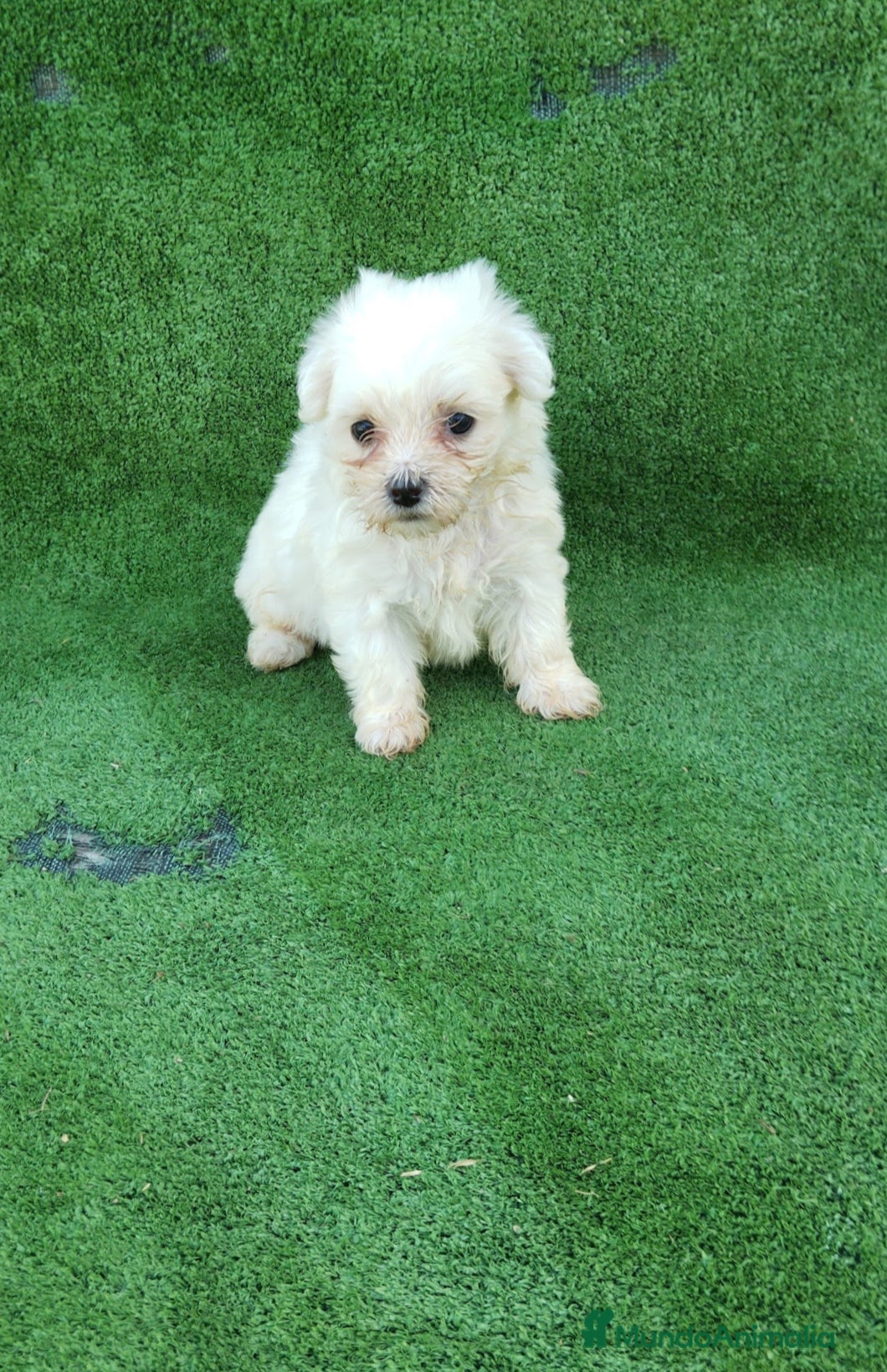 Bichón Maltés perros Cachorros de bichón maltés  - Anuncio 1