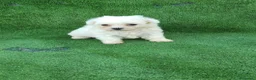 Bichón Maltés perros en venta: Cachorros de bichón maltés  - Anuncio 1