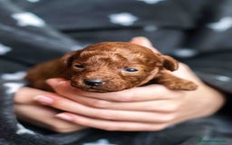 Caniche Toy perros en venta: Caniche toy rojo intenso - Anuncio 4