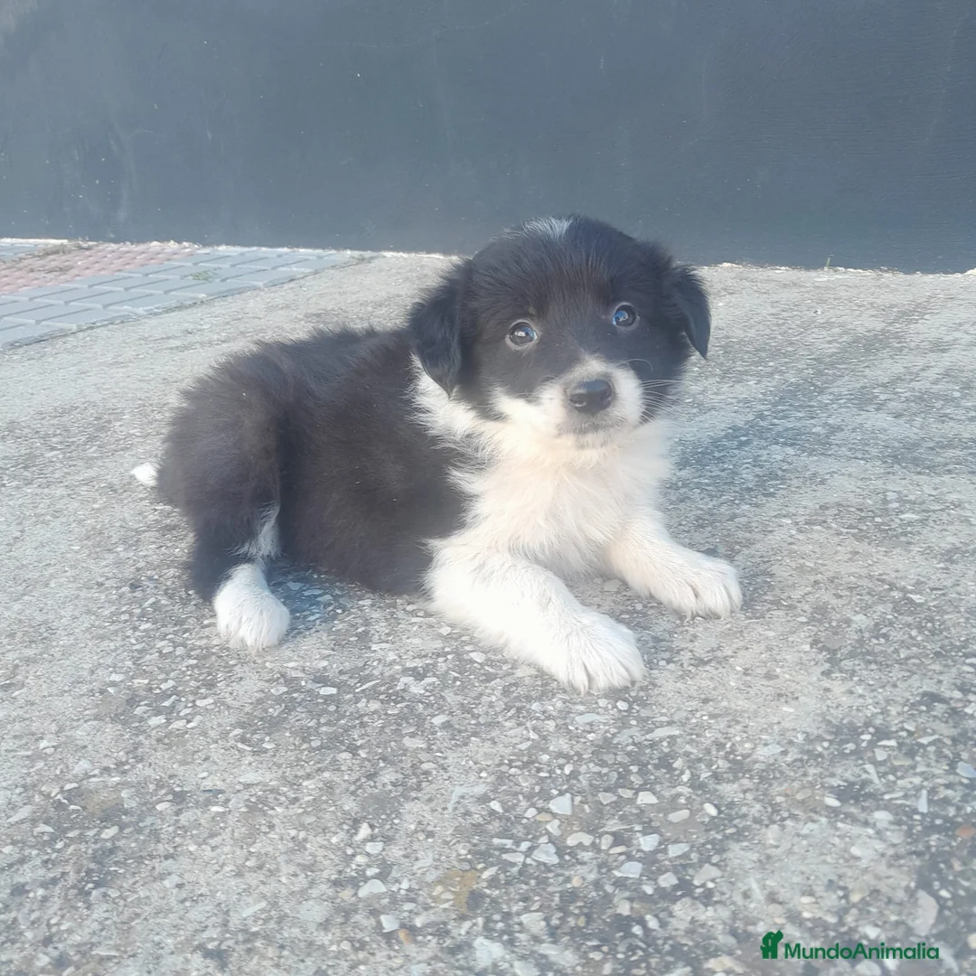 Border Collie perros en venta: BORDER COLLIE - Anuncio 2