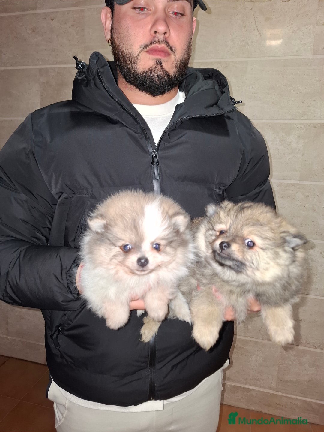 Pomerania perros en venta: Lulu de pomerania  - Anuncio 3