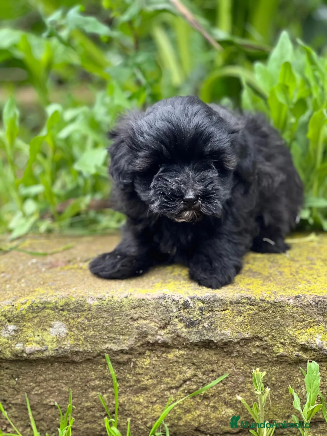 Maltipoo perros en venta: MALTIPOO TOY HEMBRA NEGRA DISPONIBLE en Barcelona - Anuncio 2