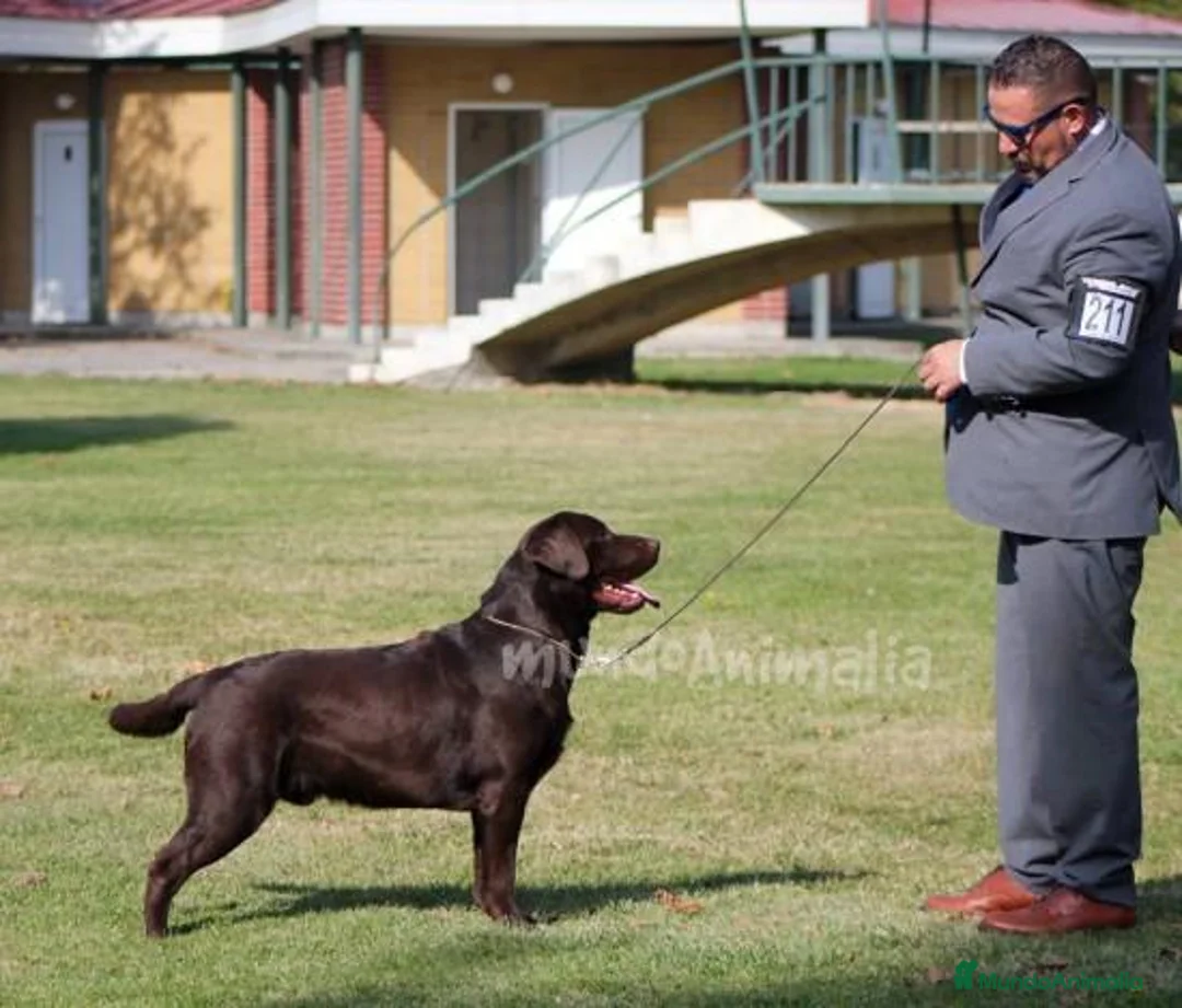 Imagen de galería {{count}}