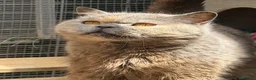 Británico de Pelo Corto gatos en venta: British hembra  - Anuncio 1