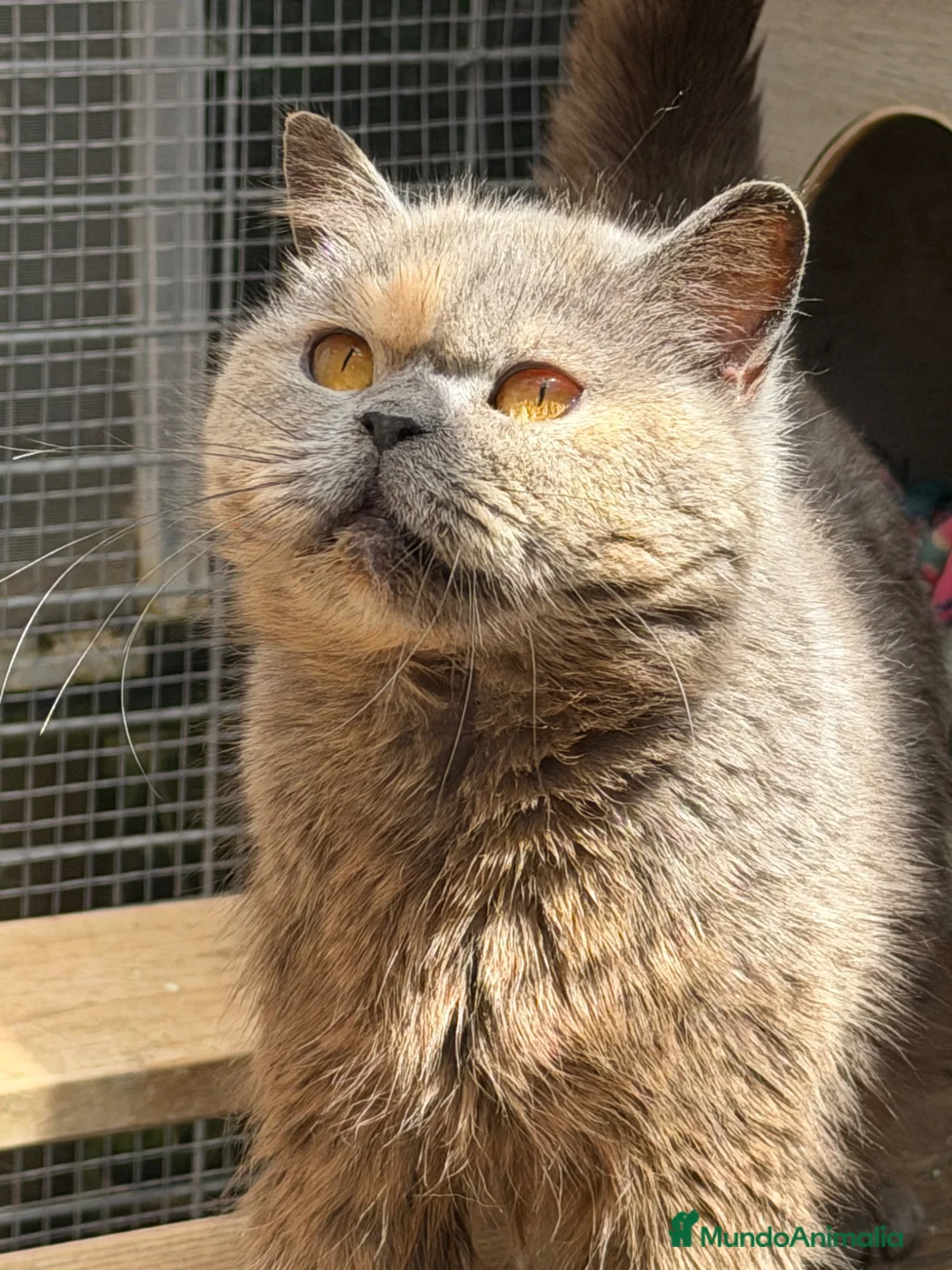 Británico de Pelo Corto gatos en venta: British hembra  - Anuncio 1