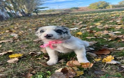 Border Collie perros en venta: Border collier  - Anuncio 14