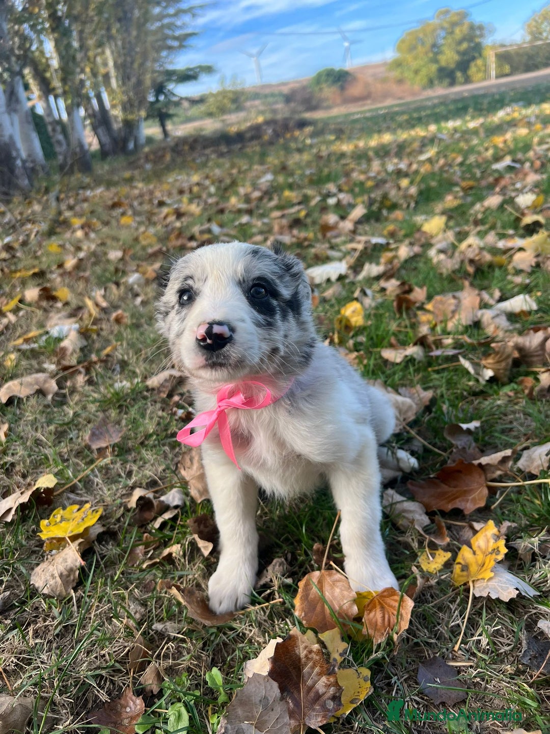 Border Collie perros en venta: Border collier  - Anuncio 14