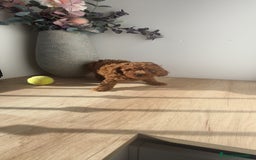 Caniche Toy perros en venta: Caniche hembra Apricot y Roja - Anuncio 3