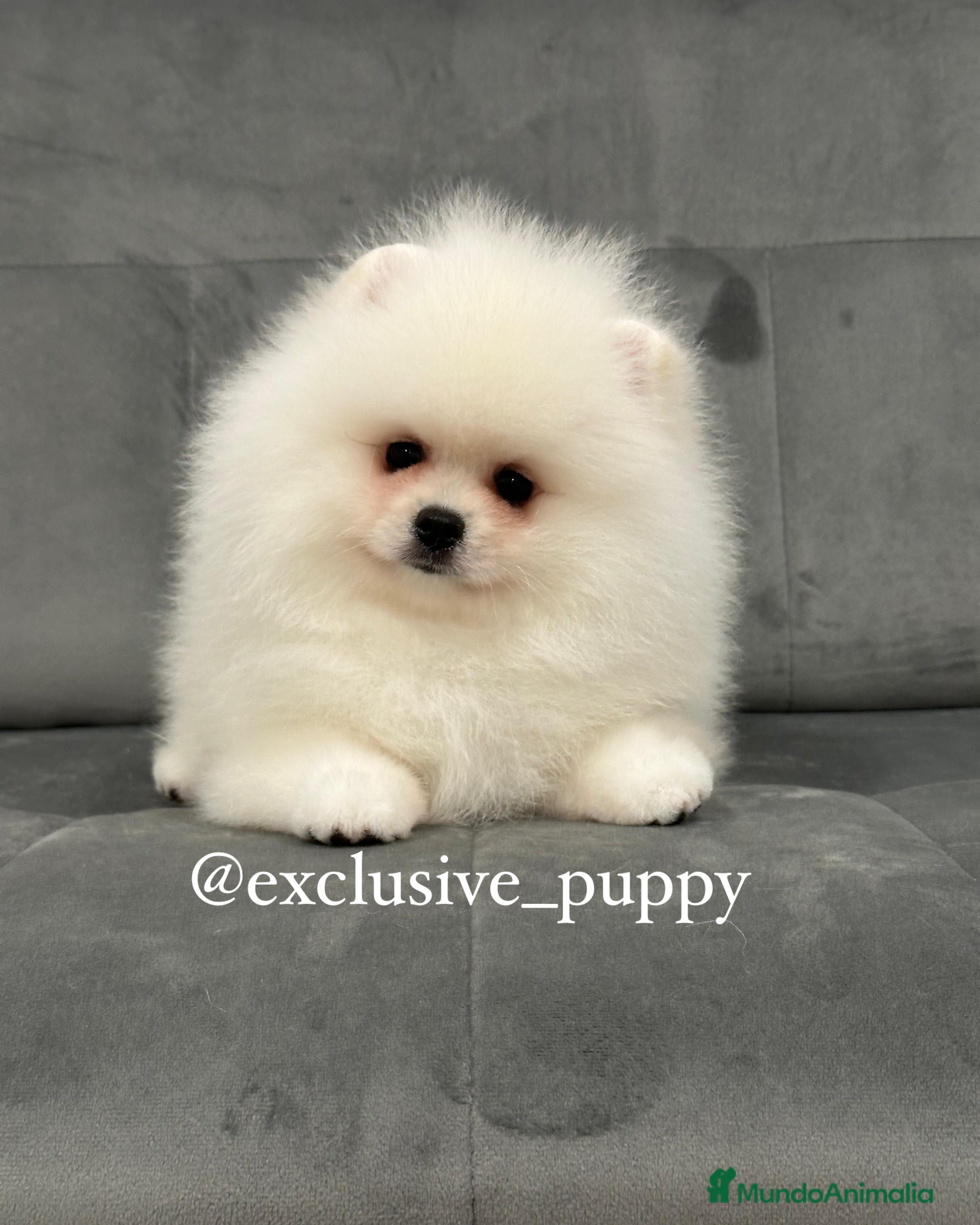 Pomerania perros 🧸🥇 Autentico Osito de Pomerania  - Anuncio 4