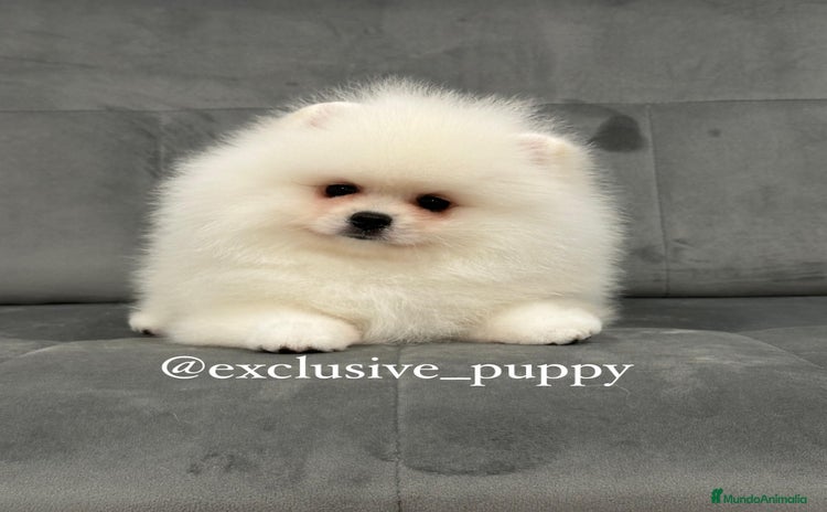 Pomerania perros - Anuncio 4