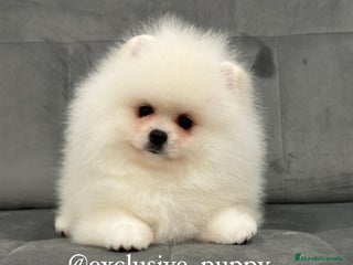 Pomerania perros - Anuncio 1