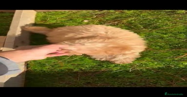 Caniche Toy perros Última caniche toy hembra!!! - Anuncio 2