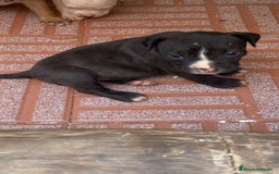 American Pit Bull Terrier perros en venta: Pitbull disponible - Imagen 2