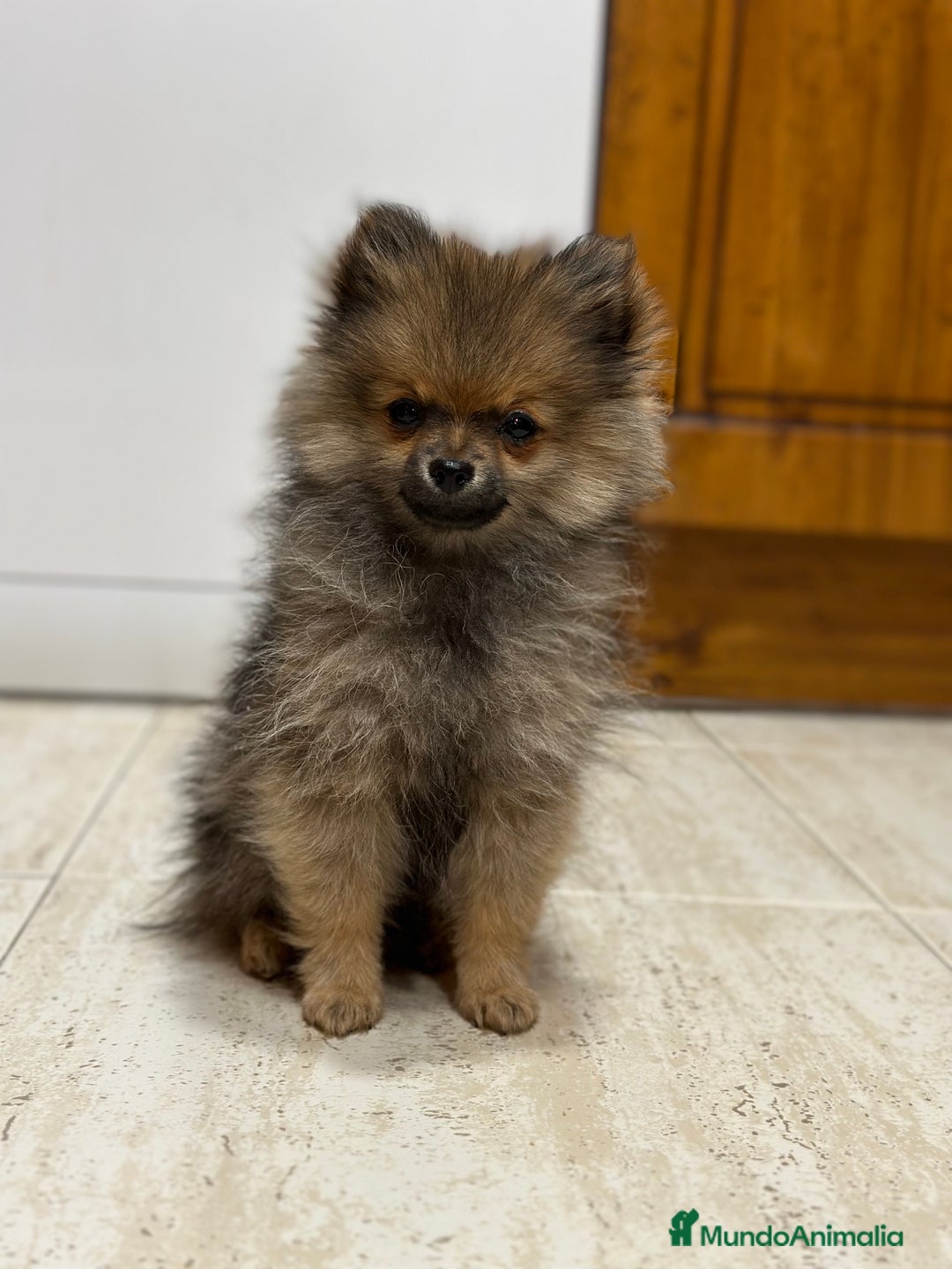 Pomerania perros en venta: Preciosos pomerania  - Anuncio 2
