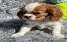 Cavalier King Charles Spaniel perros en venta: Cavalier macho blenheim - Imagen 4