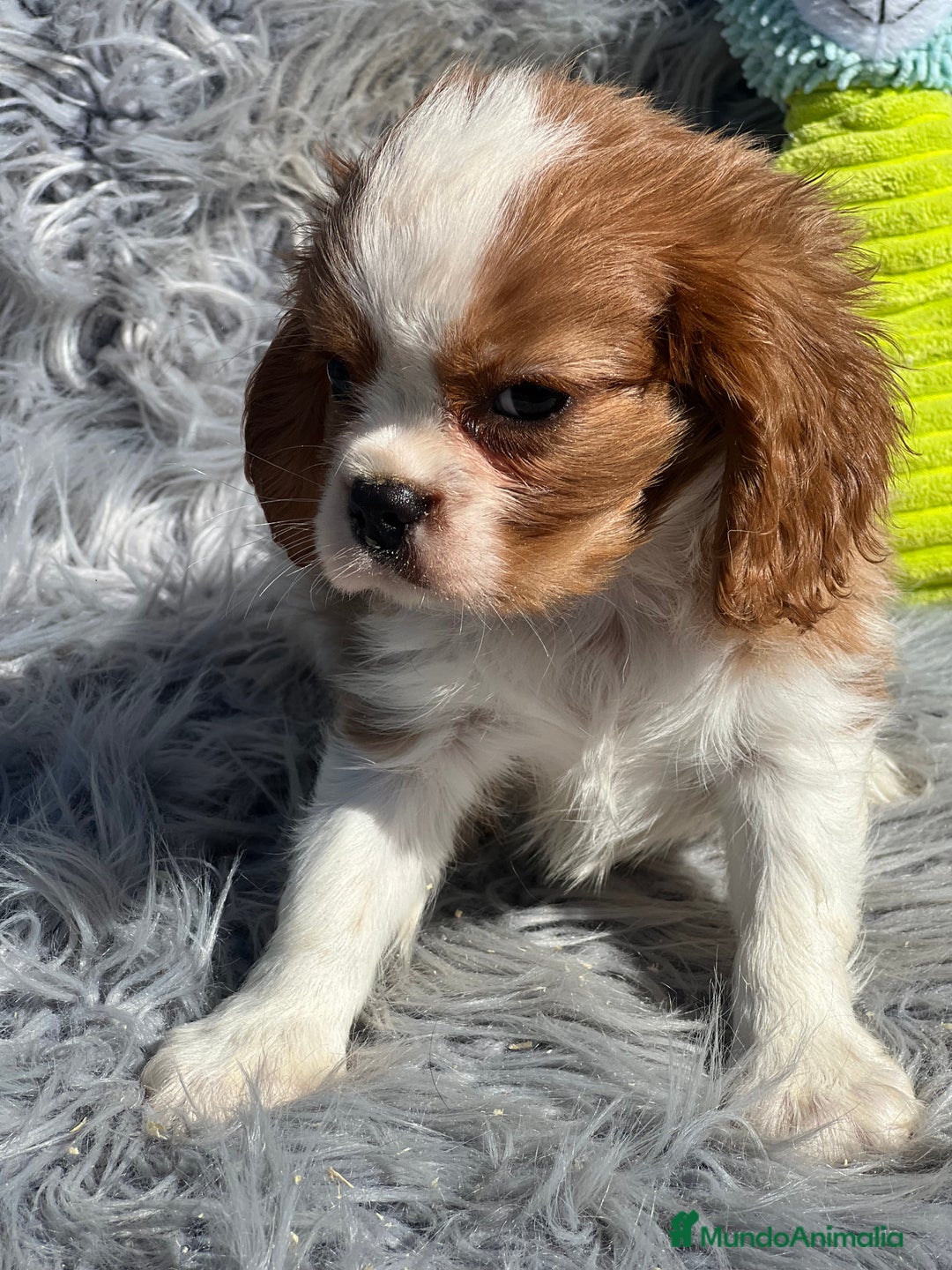 Cavalier King Charles Spaniel perros en venta: Cavalier macho blenheim - Imagen 4