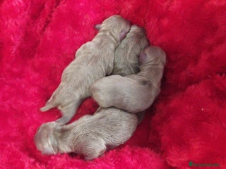 Chihuahua perros - Anuncio 1