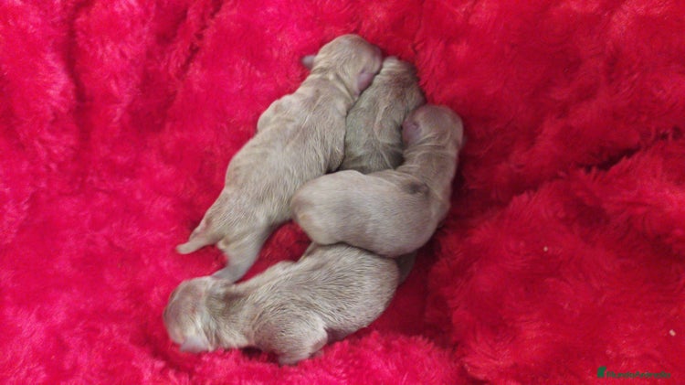 Chihuahua perros - Anuncio 2